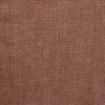 Kasmir CORATO           TEA ROSE        